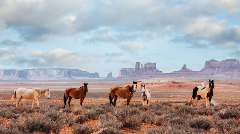 Les chevaux se tiennent sur une plaine avec des formations rocheuses au loin sous un ciel nuageux