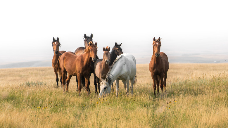 Un groupe de chevaux se dresse dans l'herbe contre un ciel gris