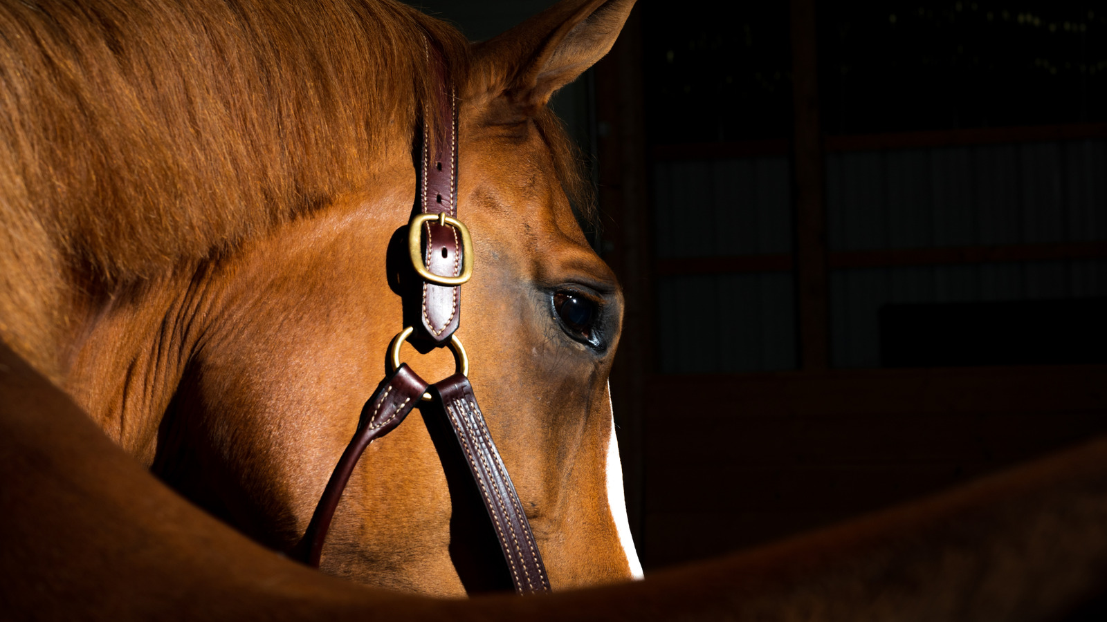 Théories tragiques Pourquoi les chevaux ont disparu une fois en Amérique du Nord