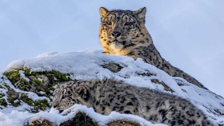 Un léopard de neige et son petit assis dans la neige