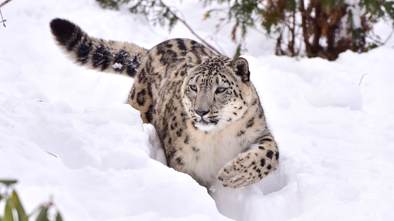 Un léopard de neige coulant dans la neige