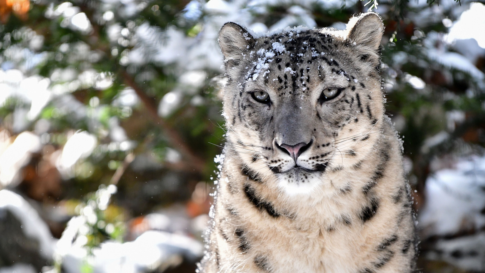 Ce grand chat n'est pas aussi dangereux pour les humains que vous pouvez vous y attendre