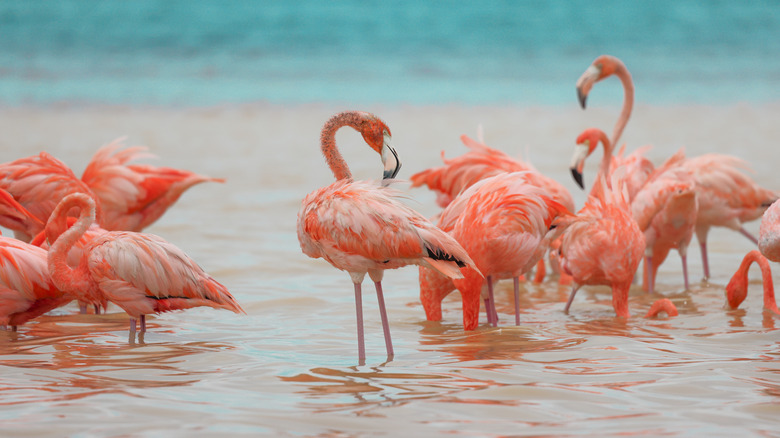Flamingos se nourrissant dans un lac