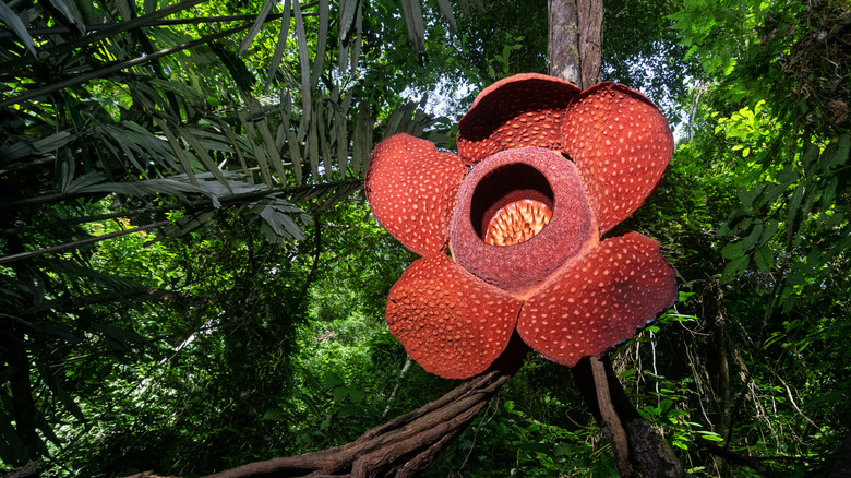 Rafflesia poussant sur la vigne Tetrastigma