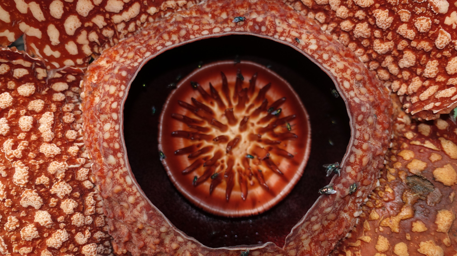 La plante parasite bizarre qui sent la chair pourrie