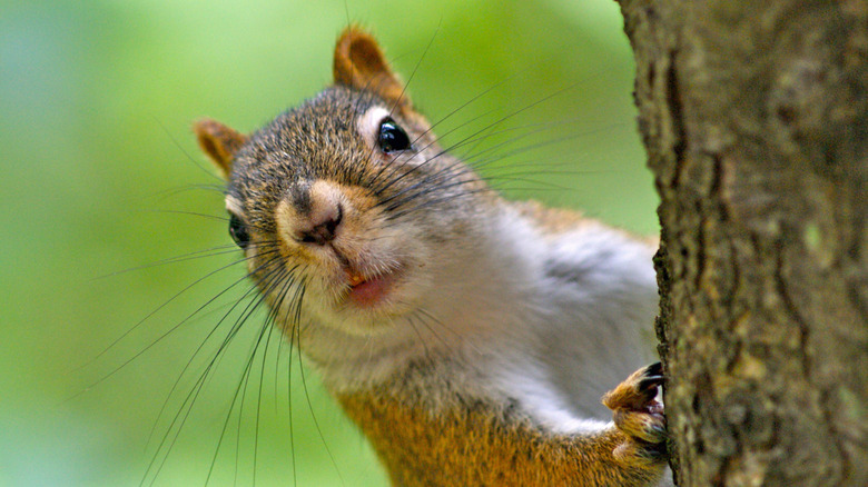 Gros plan d'un écureuil sur un arbre et en poussant la tête sur le côté