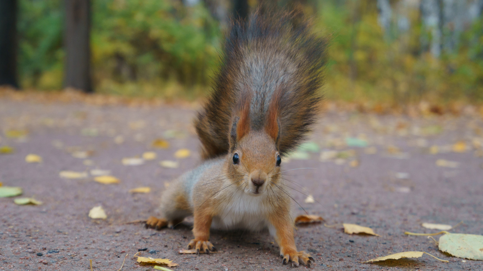 La raison tragique pour laquelle les écureuils courent devant les voitures