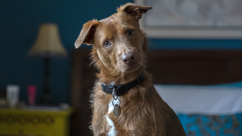 Un chien brun inclinant la tête