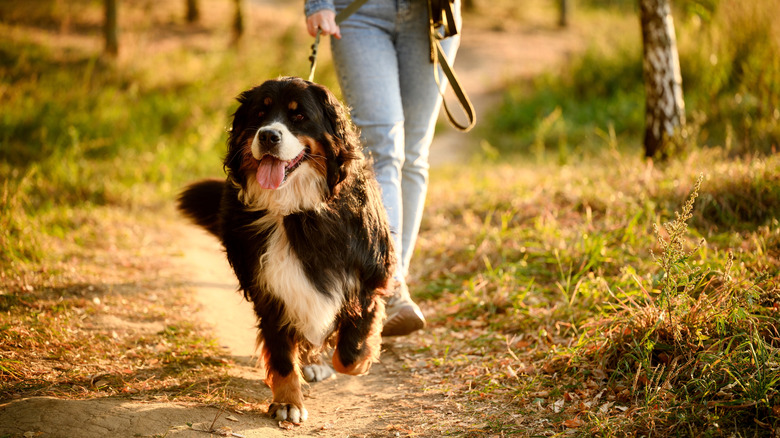 Un chien de montagne bernois marchant avec leur propriétaire