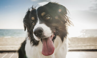 Votre chien peut savoir si quelqu'un vous déteste