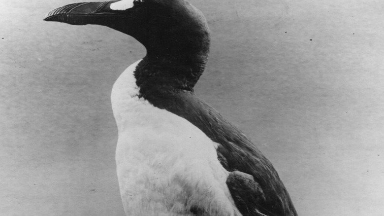 Great en peluche auk