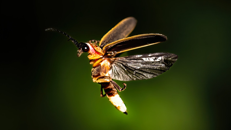 Gros plan d'une lueur éclatante