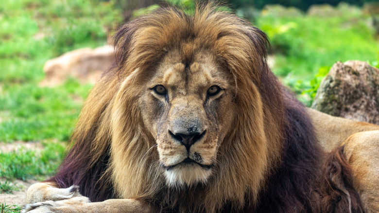 Un lion mâle est assis dans l'herbe en regardant dans la caméra