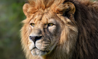 La raison tragique pour laquelle le lion barbare s'est éteint