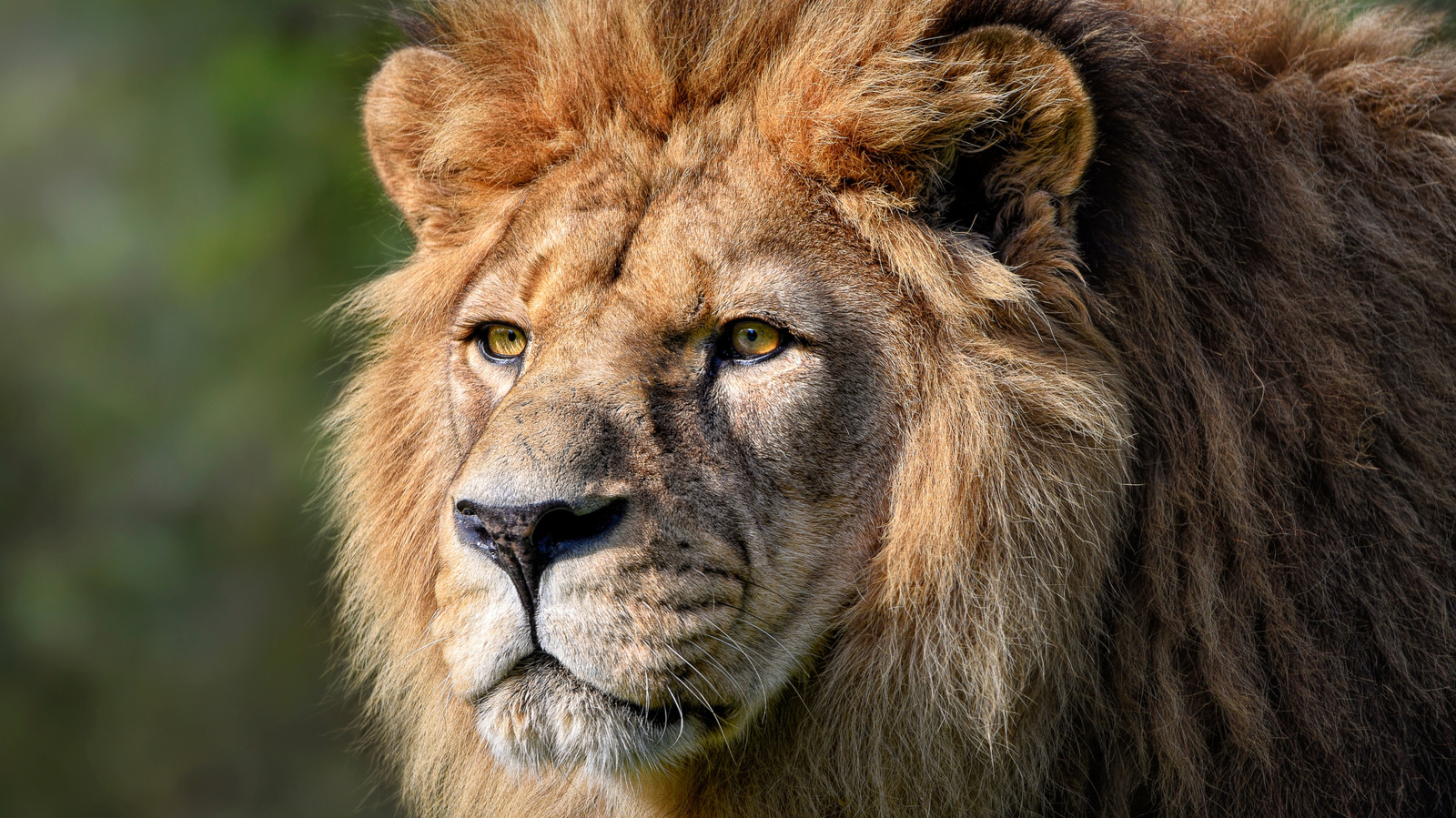 La raison tragique pour laquelle le lion barbare s'est éteint