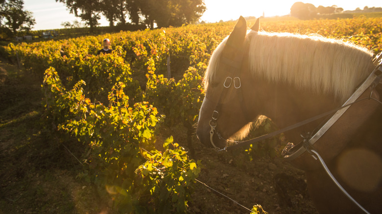 Un cheval tirant une charrue dans un vignoble