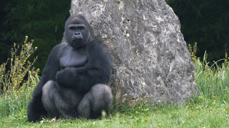 gorille de plaine orientale assise contre le rock