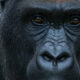 Les plus grandes gorilles étaient de cette énorme sous-espèce