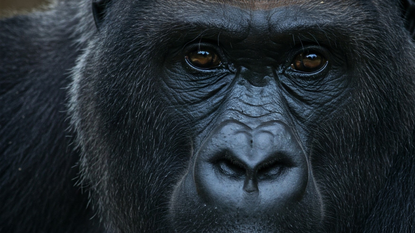 Les plus grandes gorilles étaient de cette énorme sous-espèce