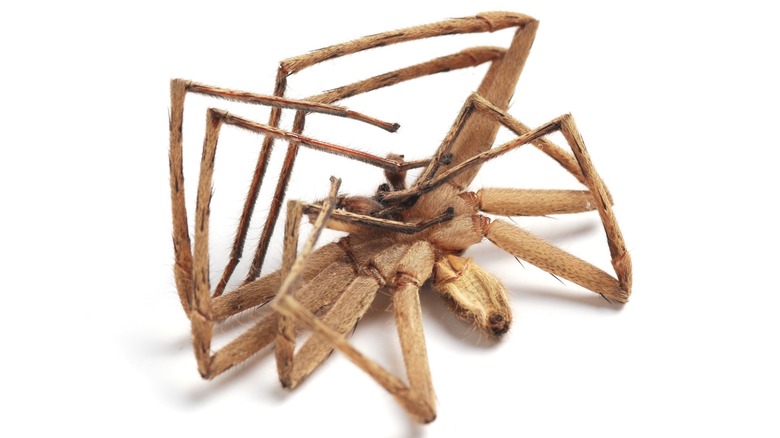 Gros plan d'une araignée morte sur le dos avec ses jambes enroulées vers l'intérieur sur un fond vierge