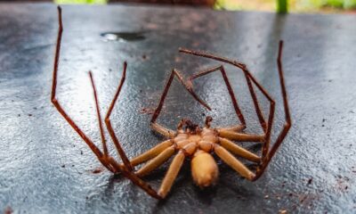 Voici pourquoi les araignées se recroquevillent quand ils meurent