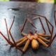 Voici pourquoi les araignées se recroquevillent quand ils meurent