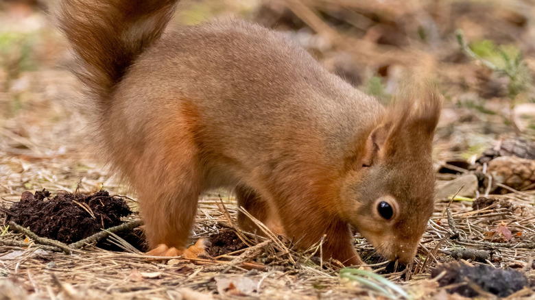 Écureuil creusant pour cacher ou récupérer le cache des noix