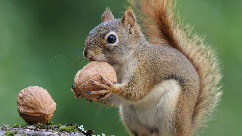 Écureuil avec une noix dans ses mains et sa bouche et une autre noix à proximité