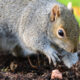 Ces théories expliquent pourquoi les écureuils enterrent des noix mais pas d'autres