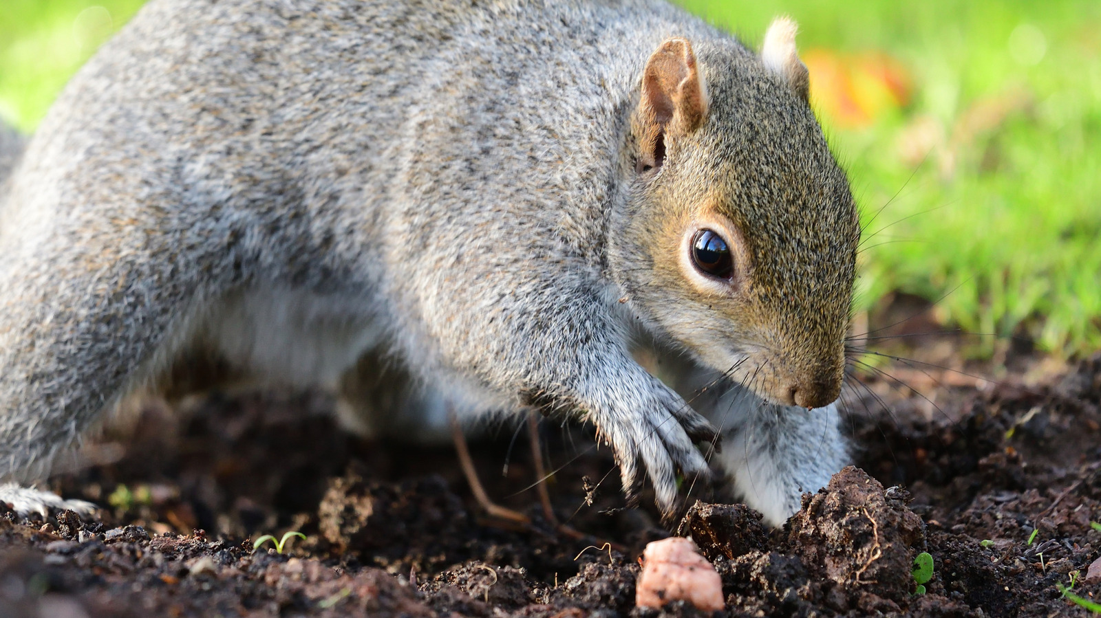 Ces théories expliquent pourquoi les écureuils enterrent des noix mais pas d'autres