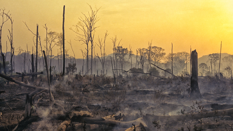 Déforestation, perte d'habitat et arbres brûlés