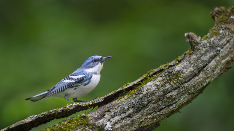 Une Paruline Cerulean perchée sur une connexion texturée en lumière couverte douce avec un fond vert lisse