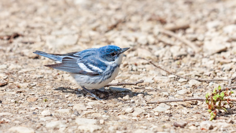 Paruline céruléenne à la recherche de nourriture sur un chemin de calcaire