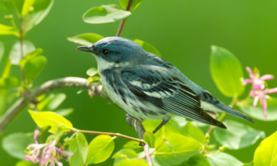 L'oiseau bleu rare que vous pouvez trouver dans les forêts de l'Indiana au printemps, en été et en automne