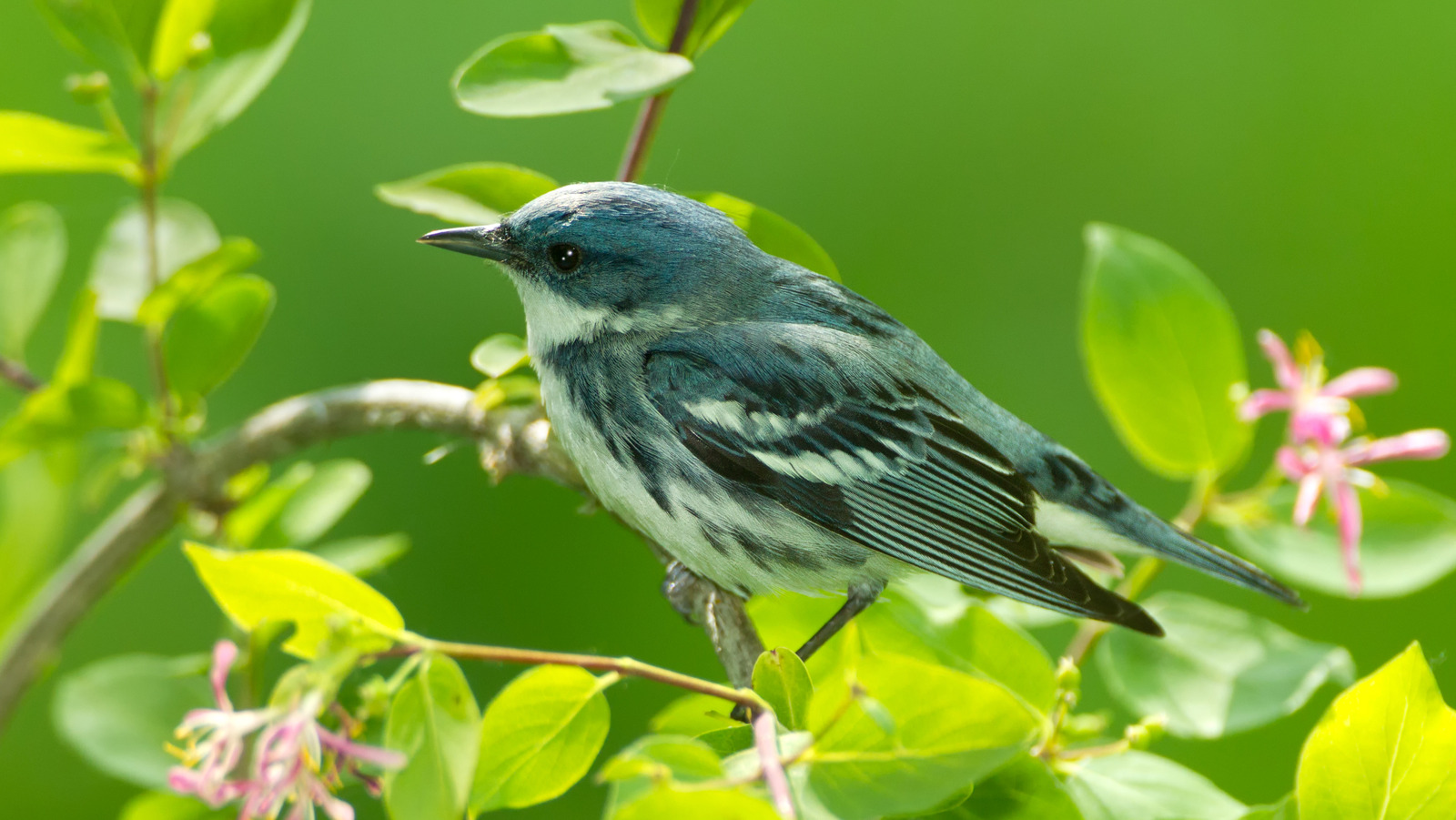 L'oiseau bleu rare que vous pouvez trouver dans les forêts de l'Indiana au printemps, en été et en automne