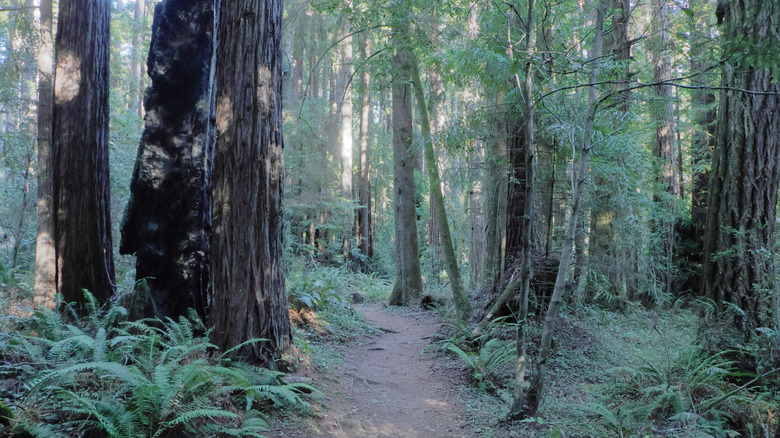 Un sentier forestier à travers des séquoias et des fougères en Californie