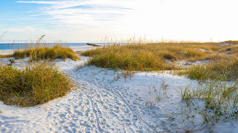 Dunes de sable dans une plage sur l'île d'Amelia, en Floride,