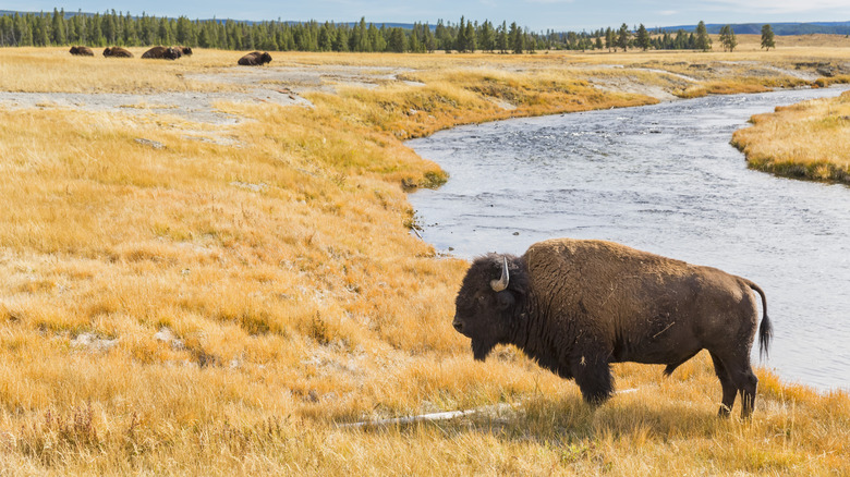 Bison by River dans le parc national de Yellowstone