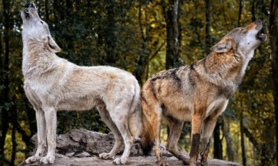 Comment les loups à Yellowstone ont changé le cours des rivières
