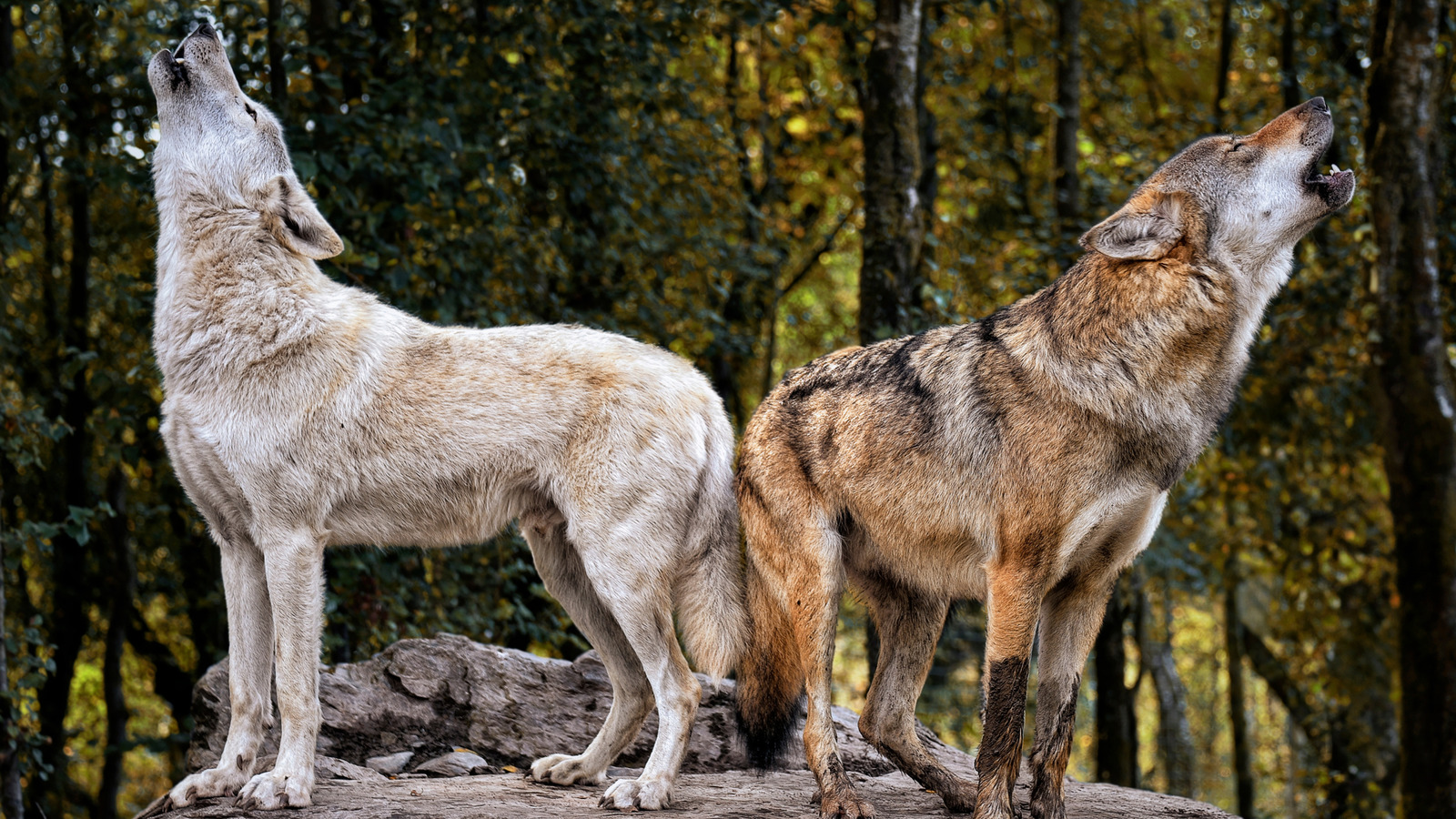 Comment les loups à Yellowstone ont changé le cours des rivières