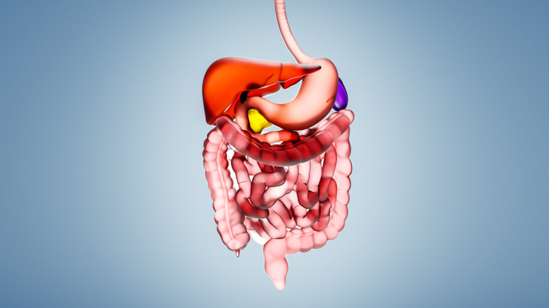 Illustration numérique du tube digestif humain