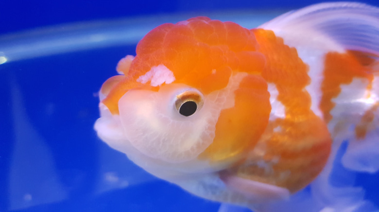 Un gros plan d'un poisson rouge blanc et orange