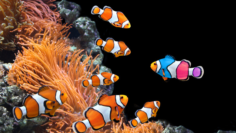 Une image éditée artistiquement de poissons clown se regroupant autour d'un poisson-clown multicolore