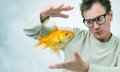 En fait, le poisson rouge n'a pas de souvenirs de trois secondes