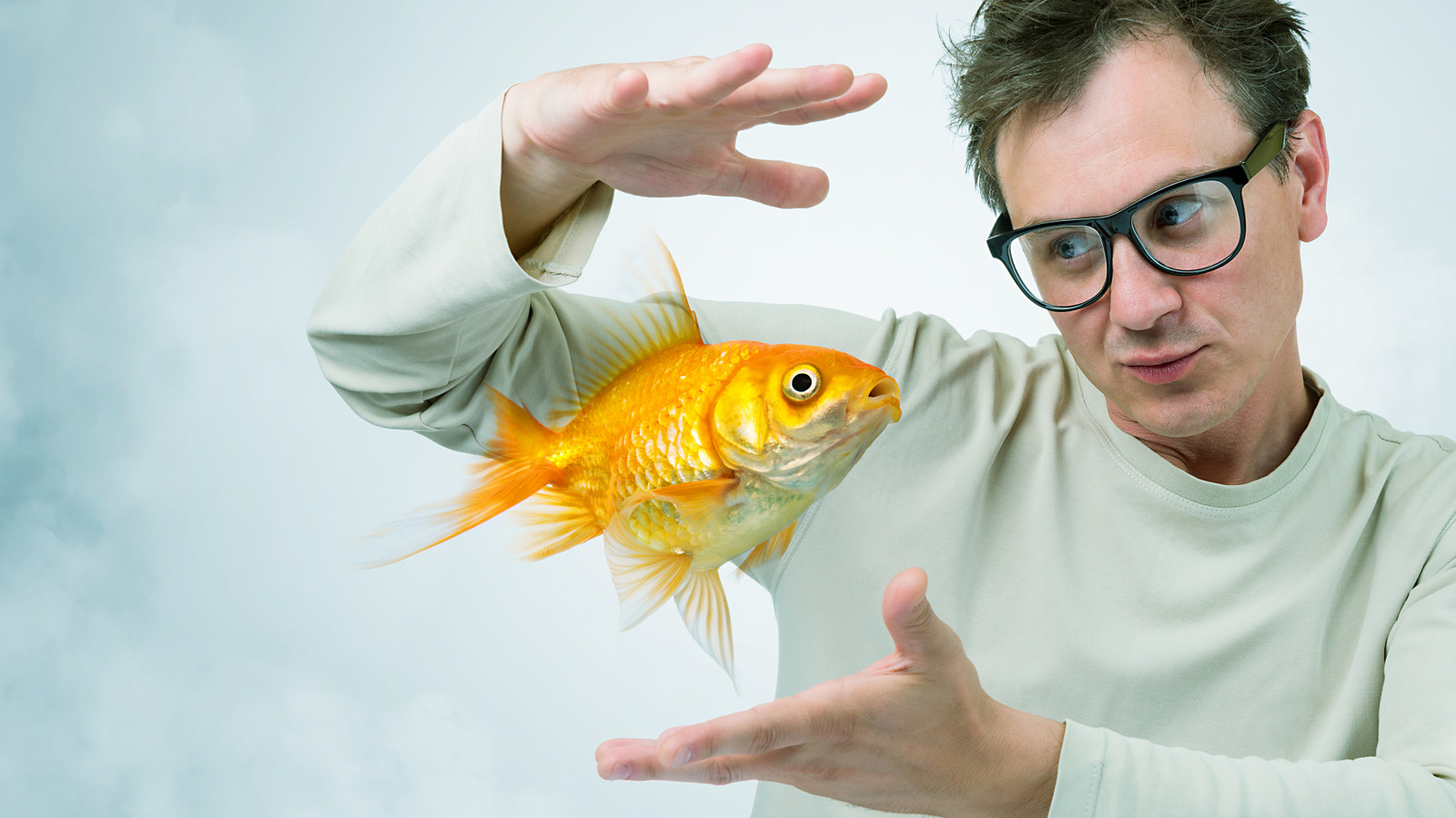 En fait, le poisson rouge n'a pas de souvenirs de trois secondes