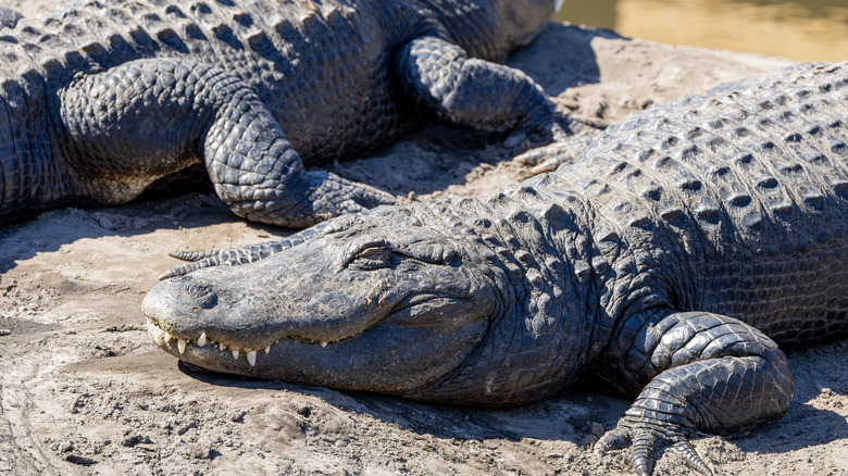 Les alligators américains se prélassent au soleil dans une ferme d'alligator en Floride