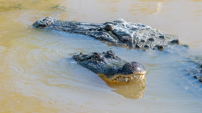 Un alligator féminin se moque d'un alligator masculin avant de s'accoupler dans une zone humide du Texas
