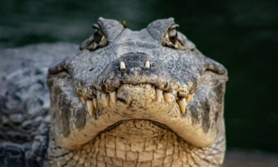 Les alligators et les crocodiles s'accouplent-ils