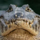 Les alligators et les crocodiles s'accouplent-ils