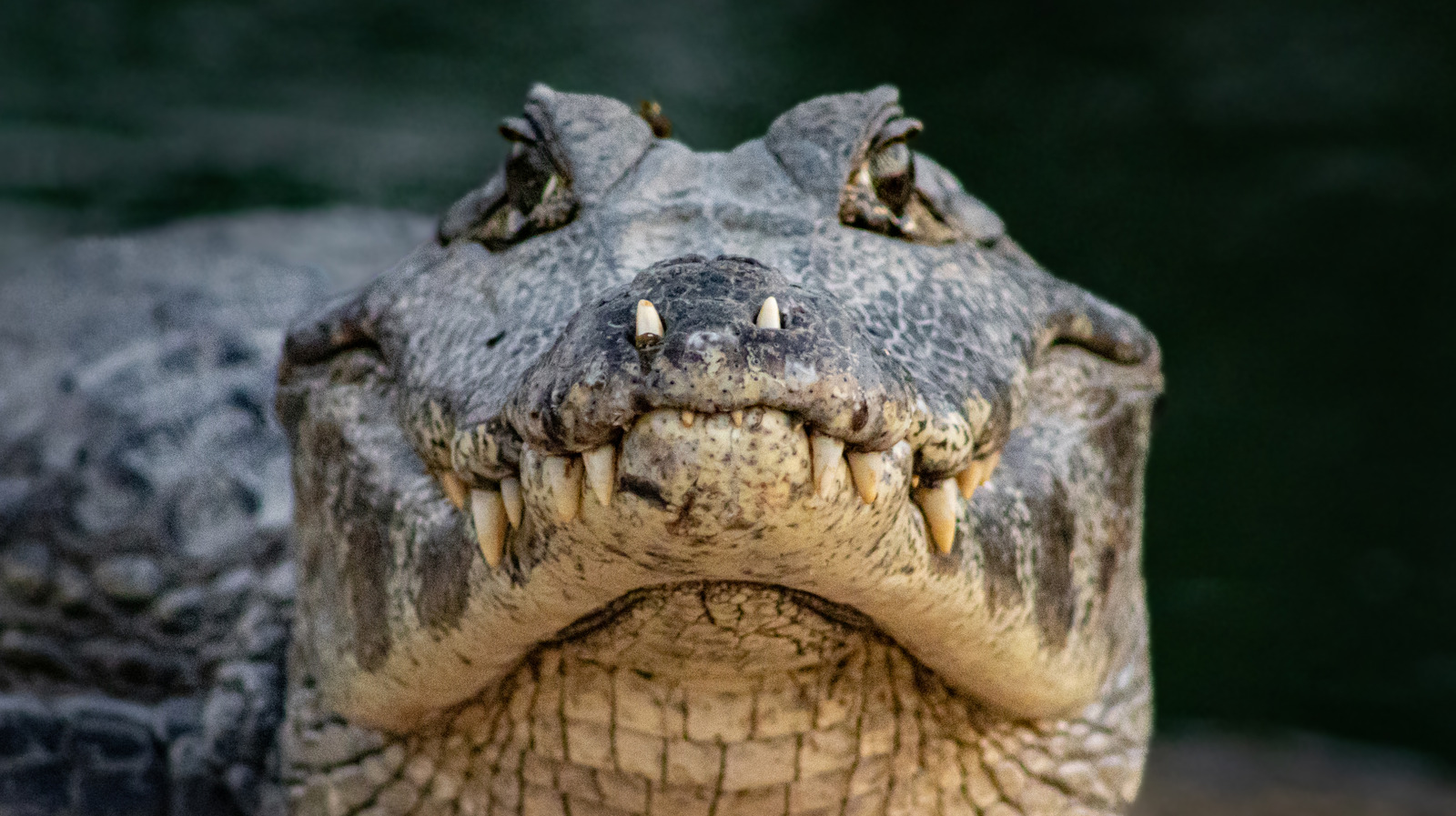 Les alligators et les crocodiles s'accouplent-ils